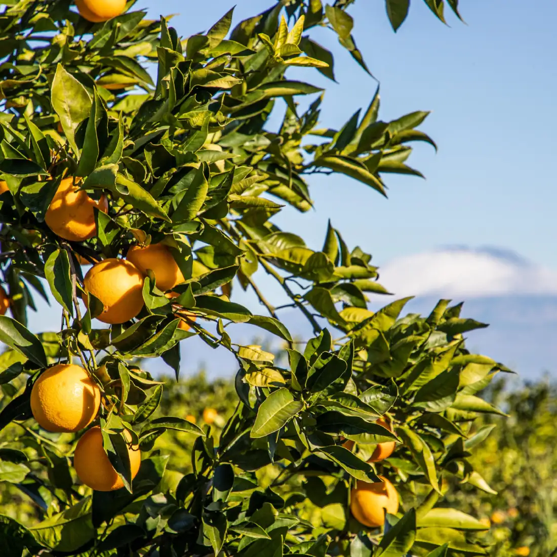 Arance rosse di Sicilia in vendita online